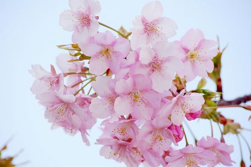 のどじまんザワールド16春の感想と結果詳細 歌唱曲や得点など くるじるえるく