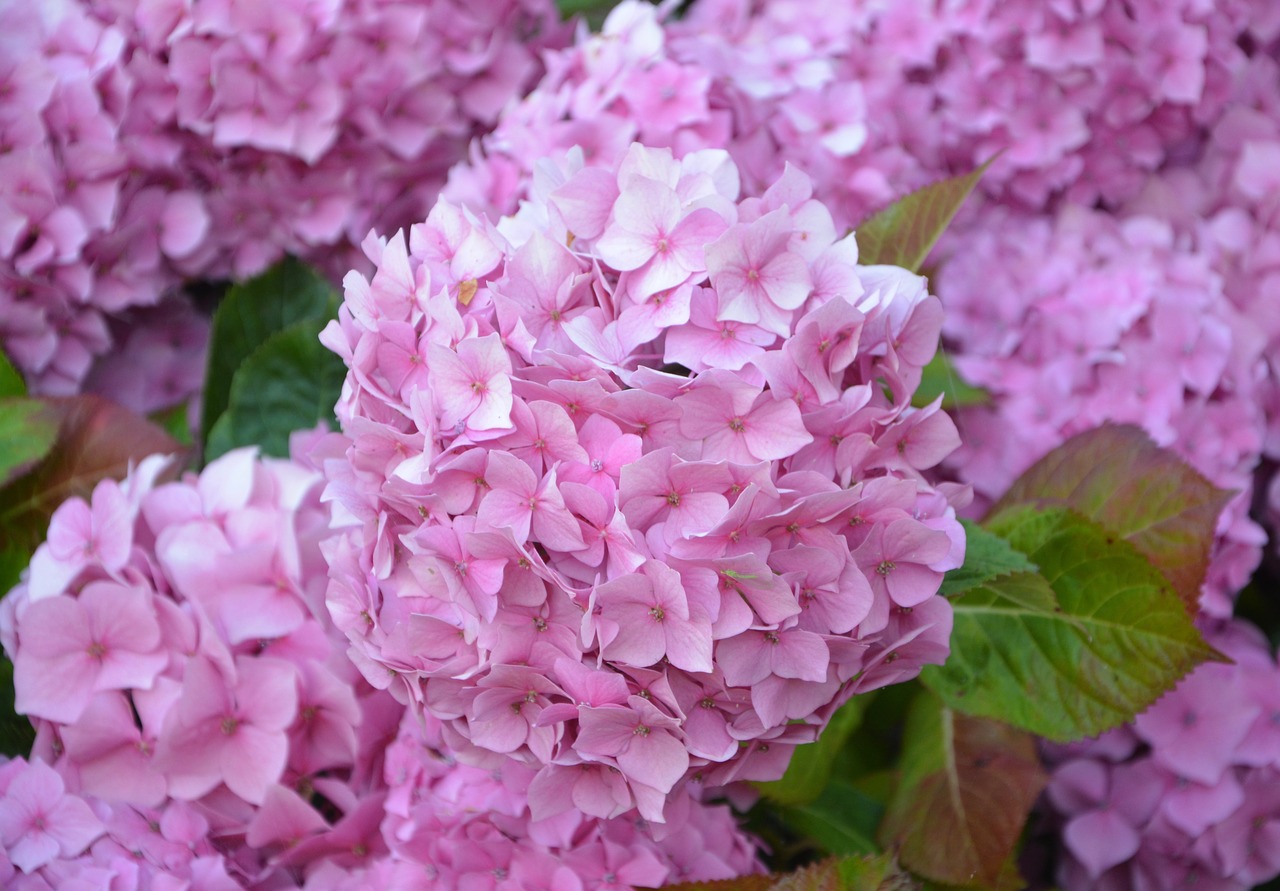 紫陽花 あじさい の花言葉は色別で違う 結婚式では使えるの くるじるえるく